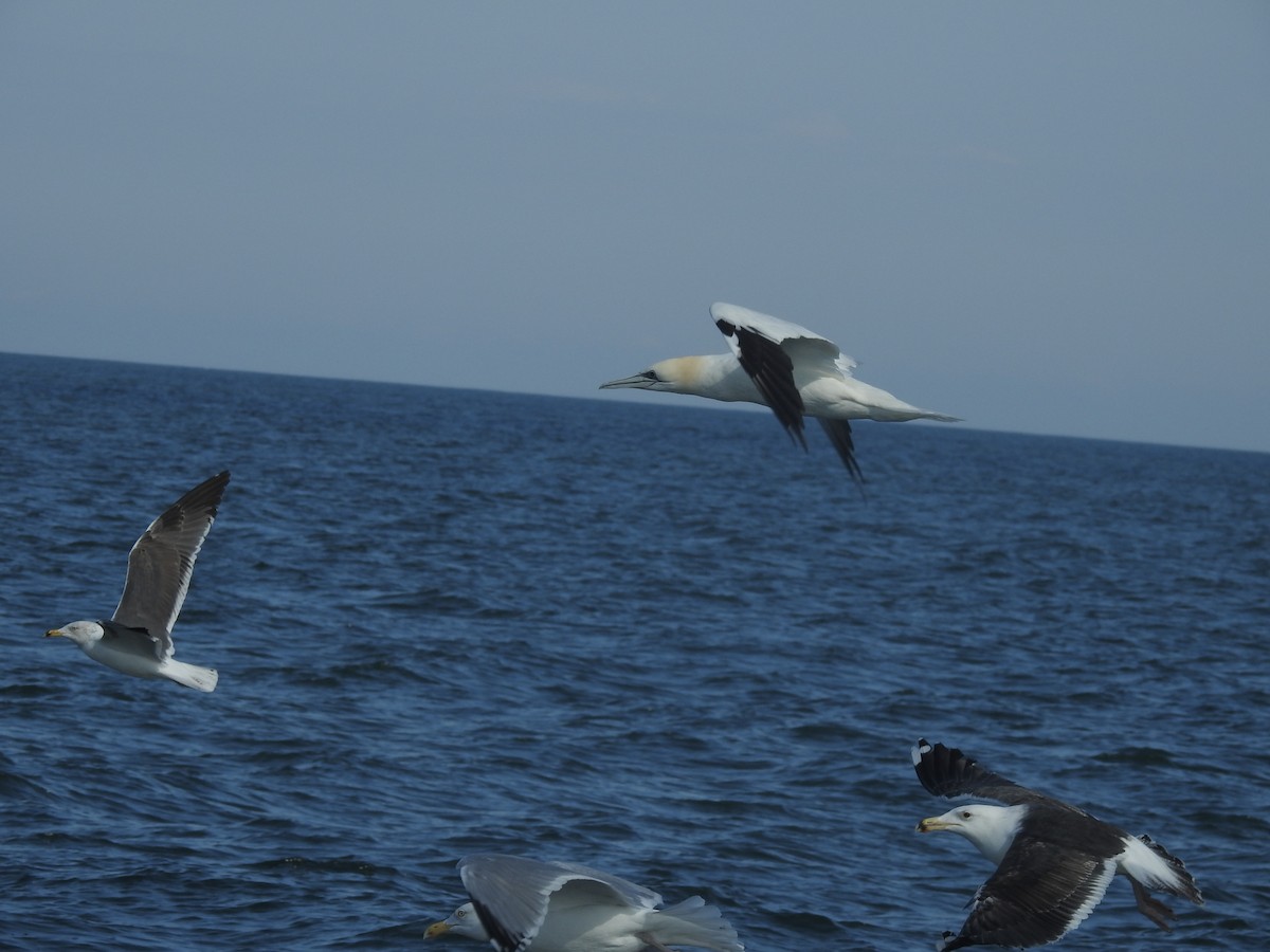 Northern Gannet - ML615366077