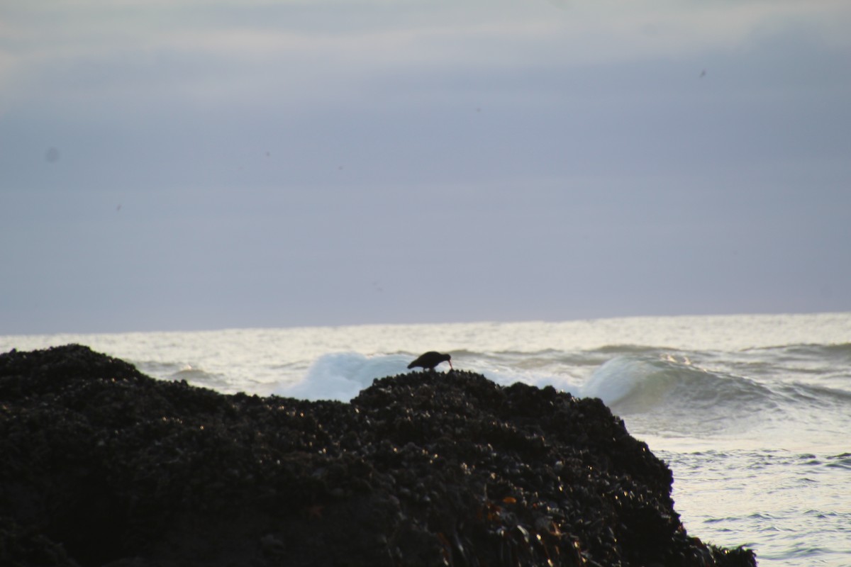 Black Oystercatcher - ML615366109