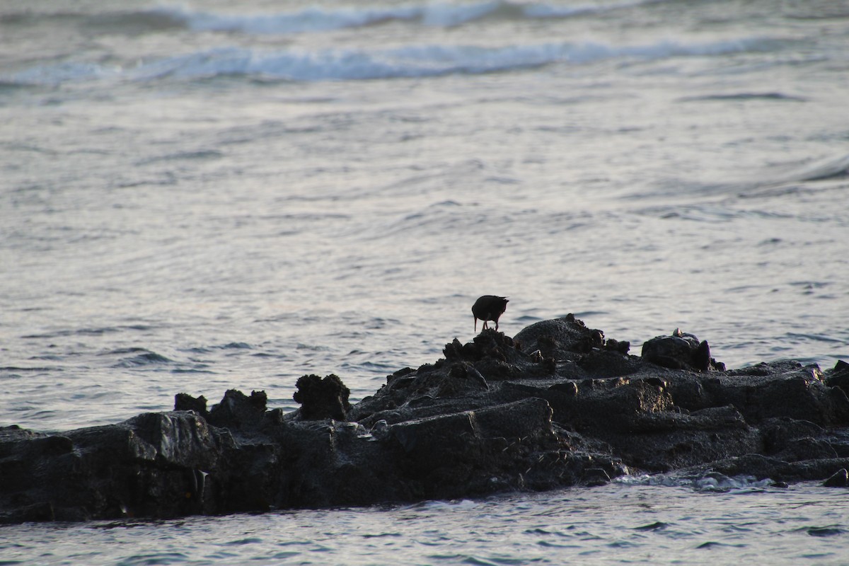 Black Oystercatcher - ML615366111