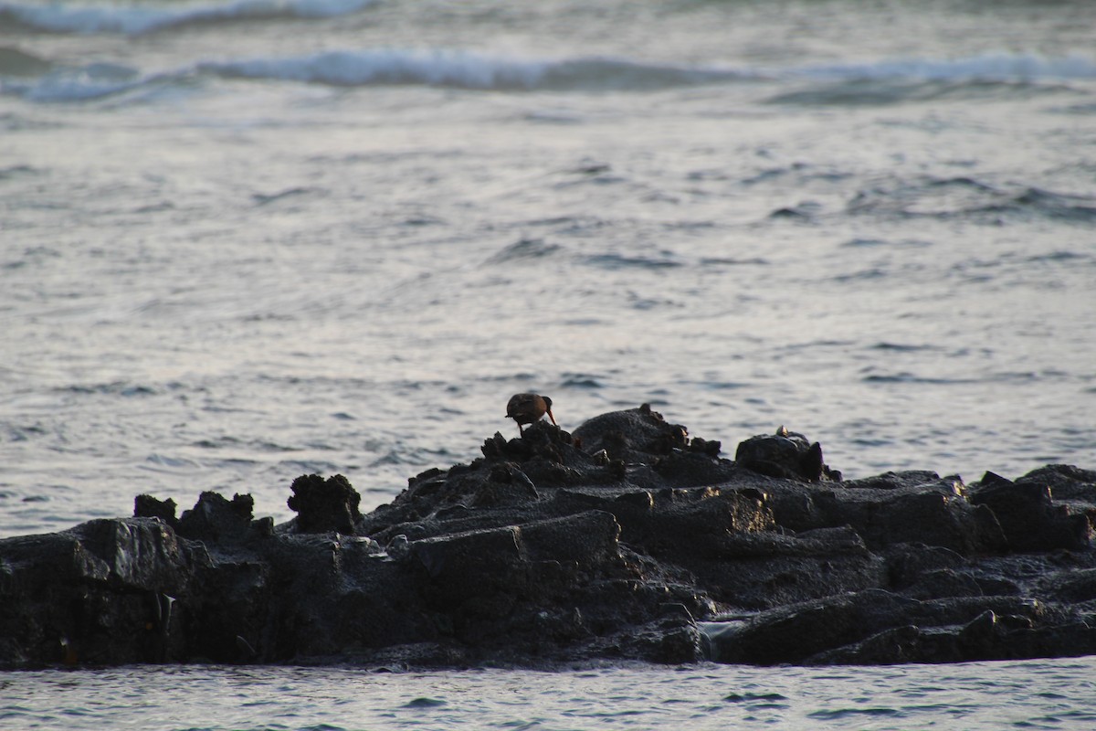 Black Oystercatcher - ML615366112