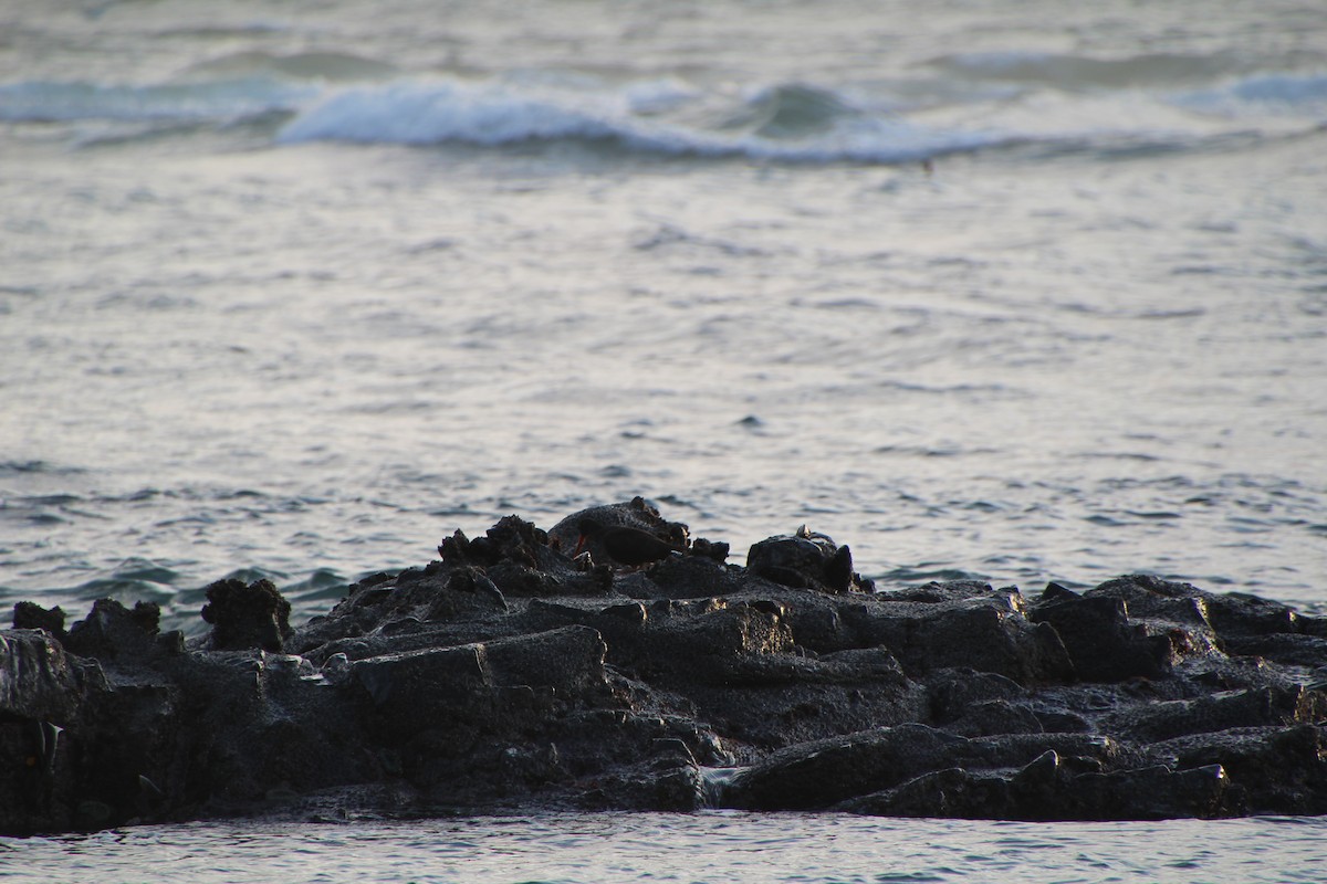 Black Oystercatcher - ML615366113