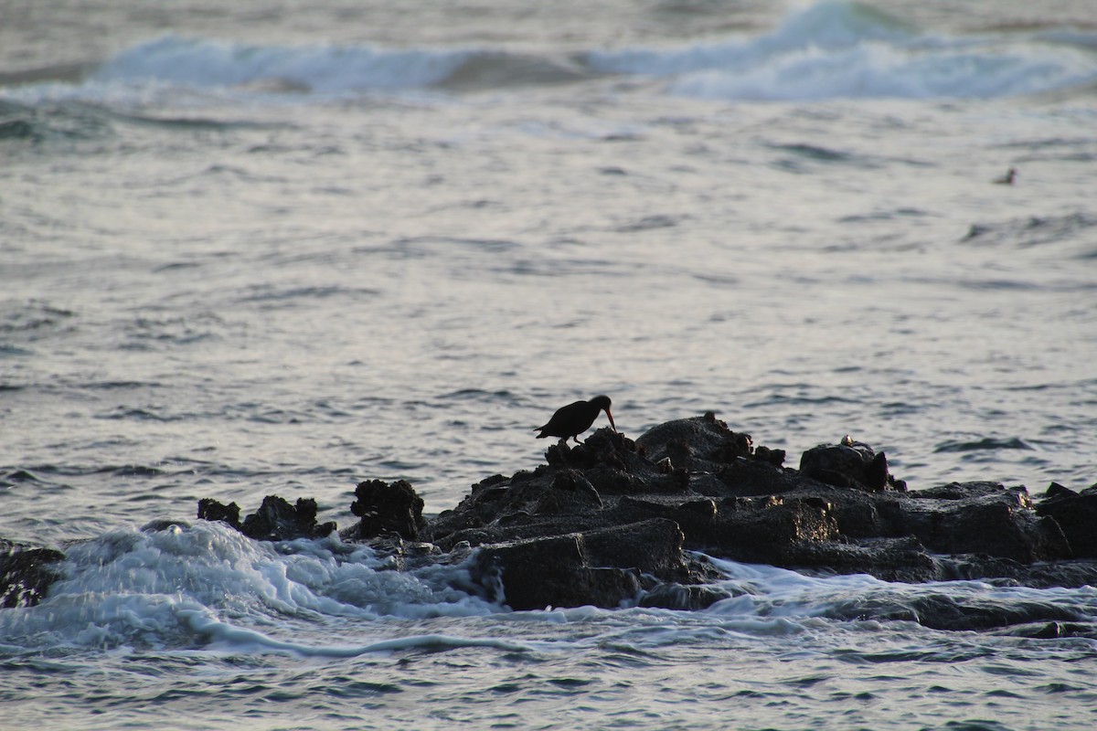 Black Oystercatcher - ML615366117