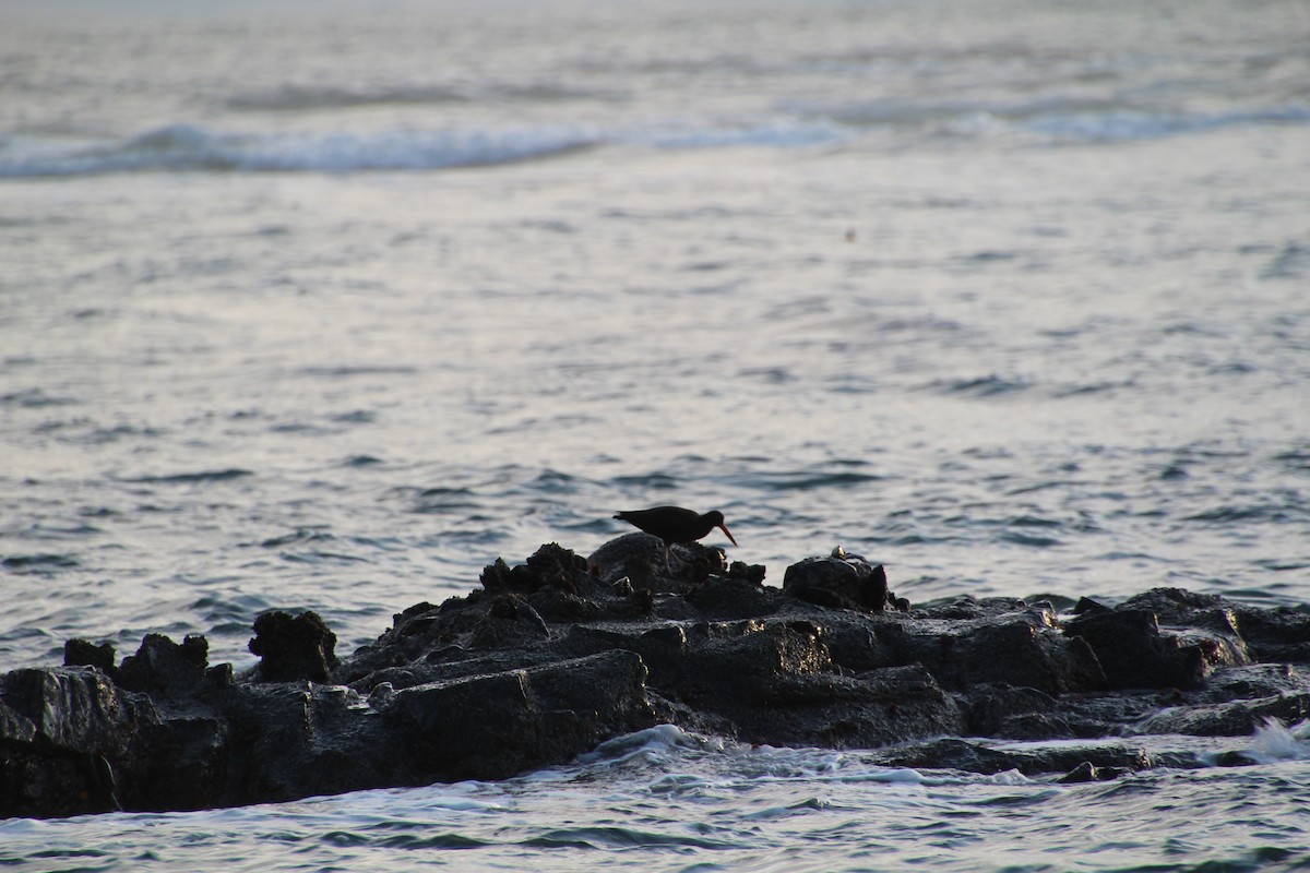 Black Oystercatcher - ML615366118