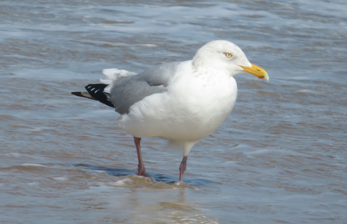 Herring Gull (American) - ML615366266