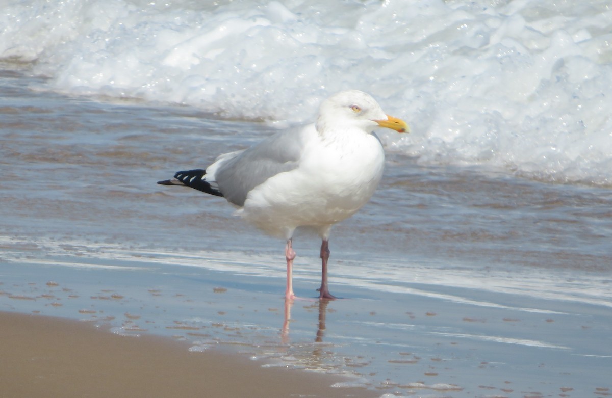 Herring Gull (American) - ML615366267