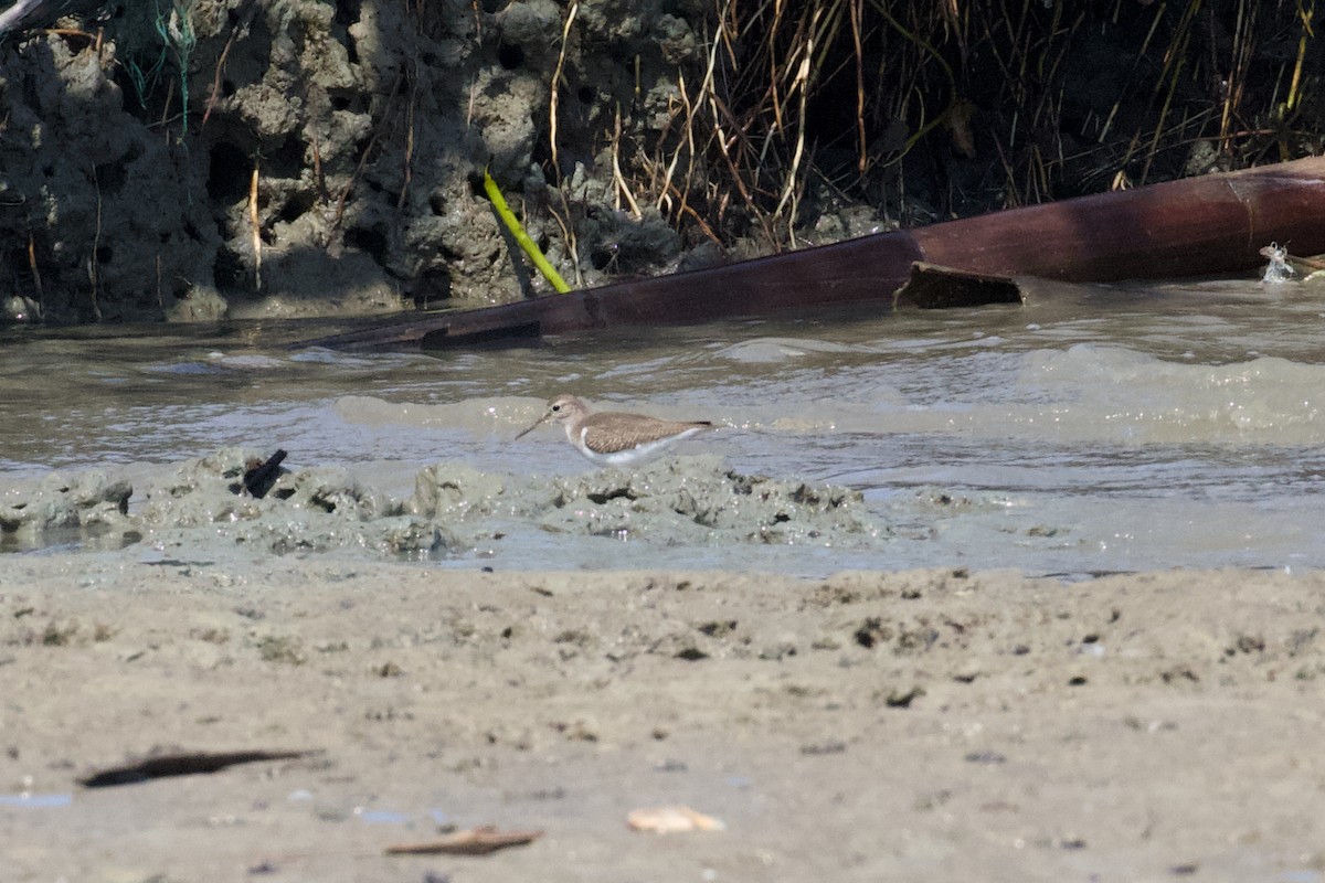 Common Sandpiper - ML615366311