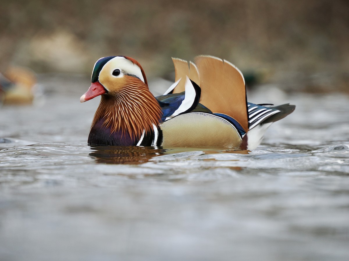 Mandarin Duck - ML615366347