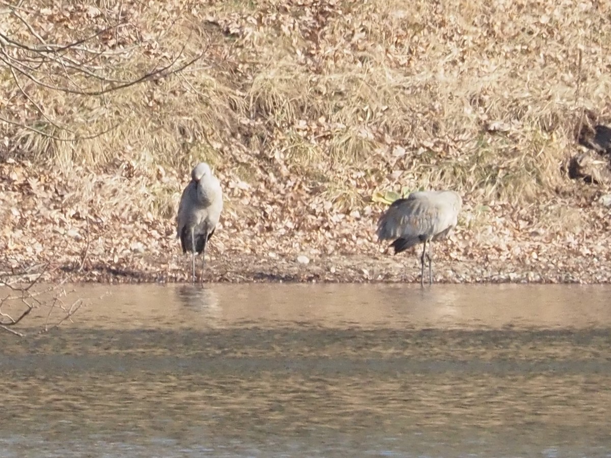 Sandhill Crane - ML615366351