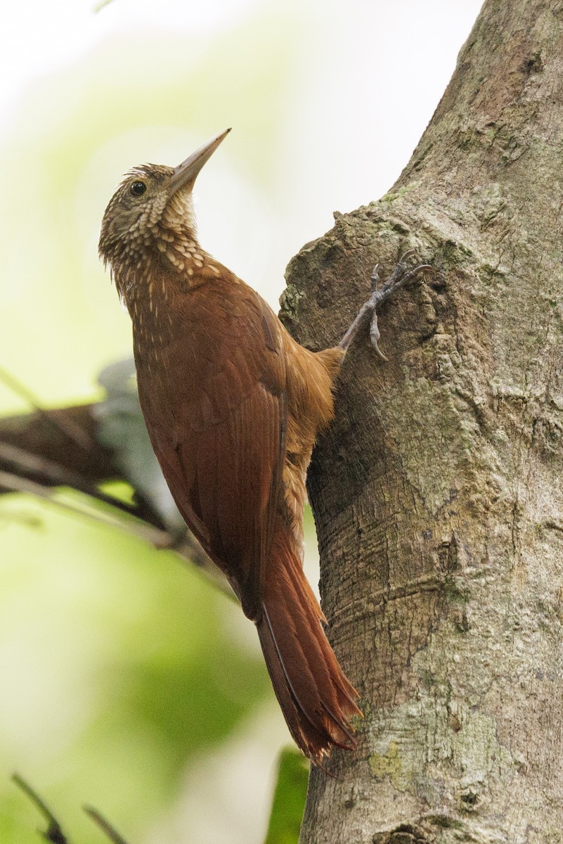 Zimmer's Woodcreeper - ML615366379