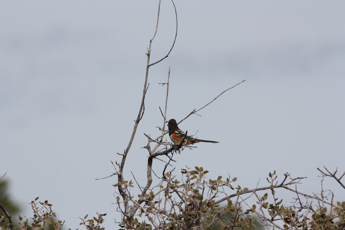 Spotted Towhee - ML615366393