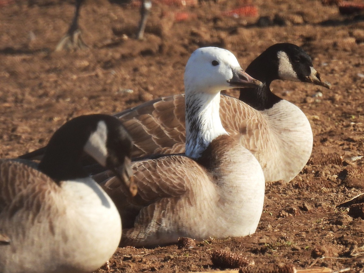 Snow x Canada Goose (hybrid) - Darlene Massey