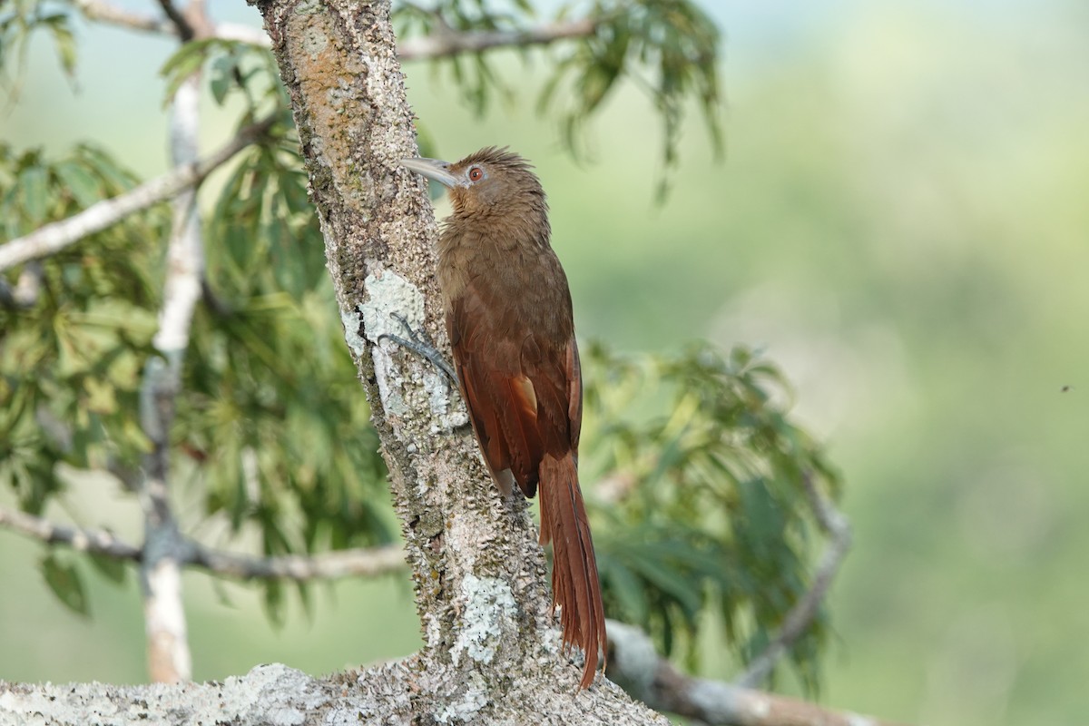 Cinnamon-throated Woodcreeper - ML615366422