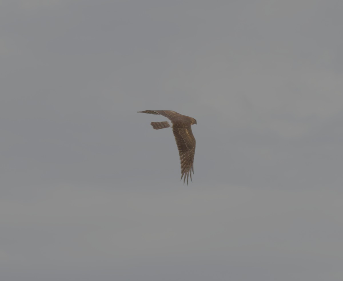 Northern Harrier - ML615366425