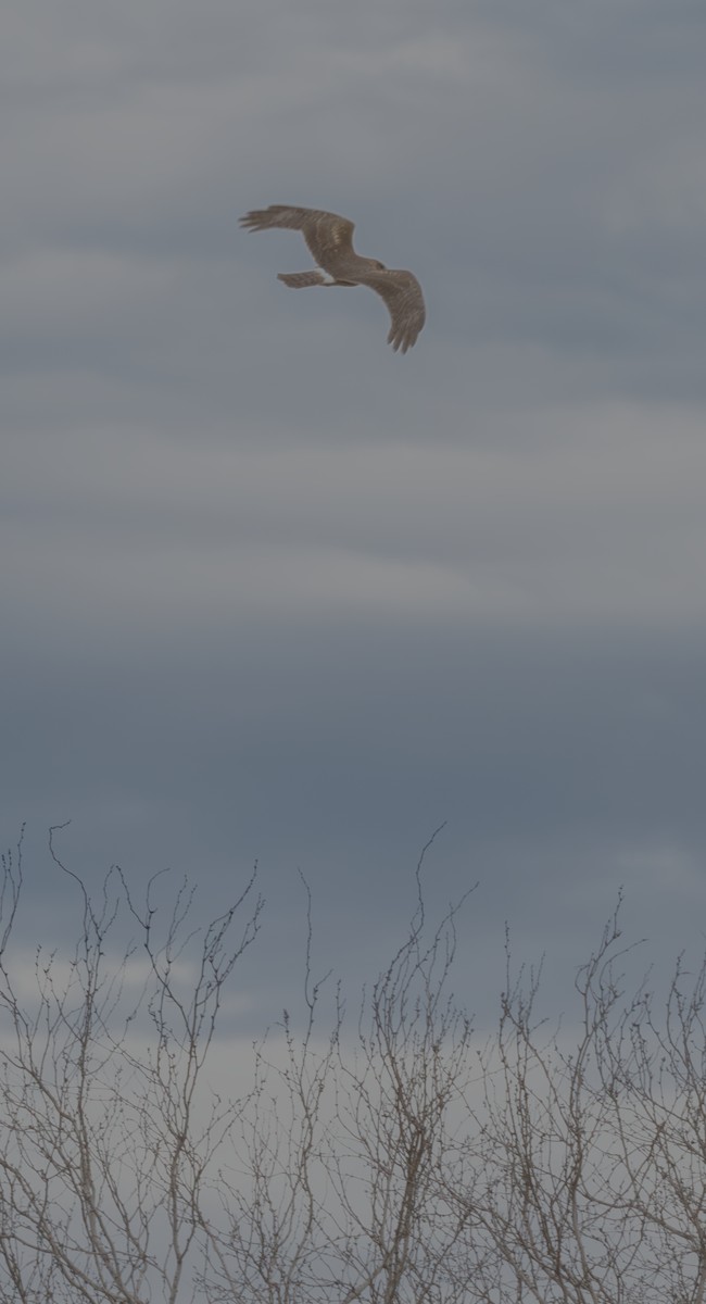 Northern Harrier - ML615366426