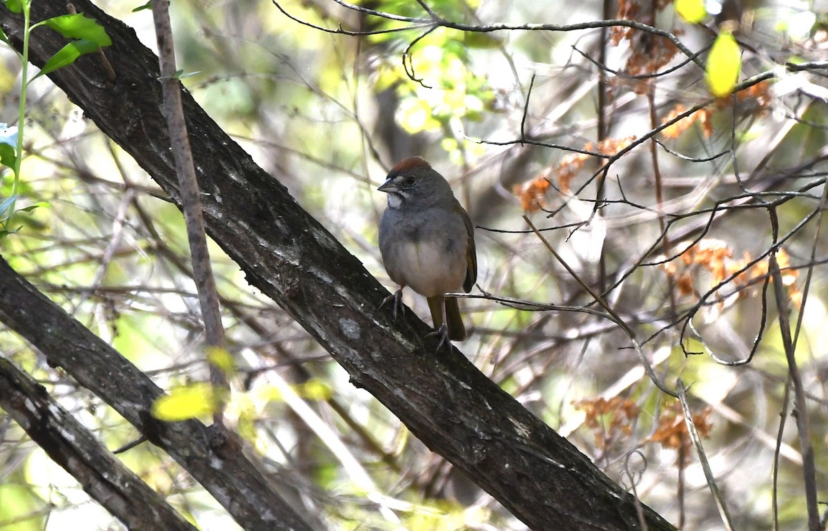 Green-tailed Towhee - ML615366451