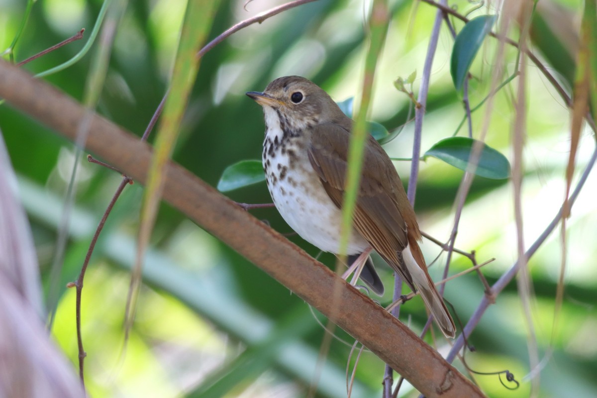 Hermit Thrush - ML615366472