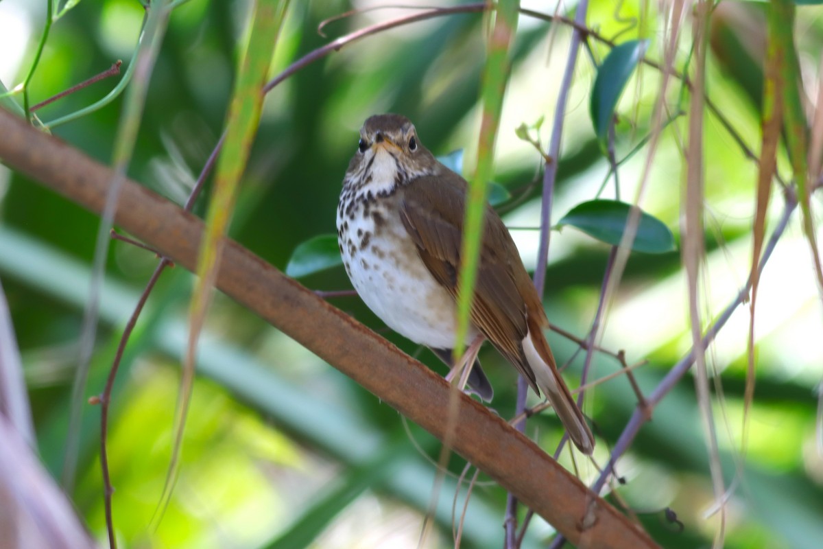 Hermit Thrush - Margaret Viens