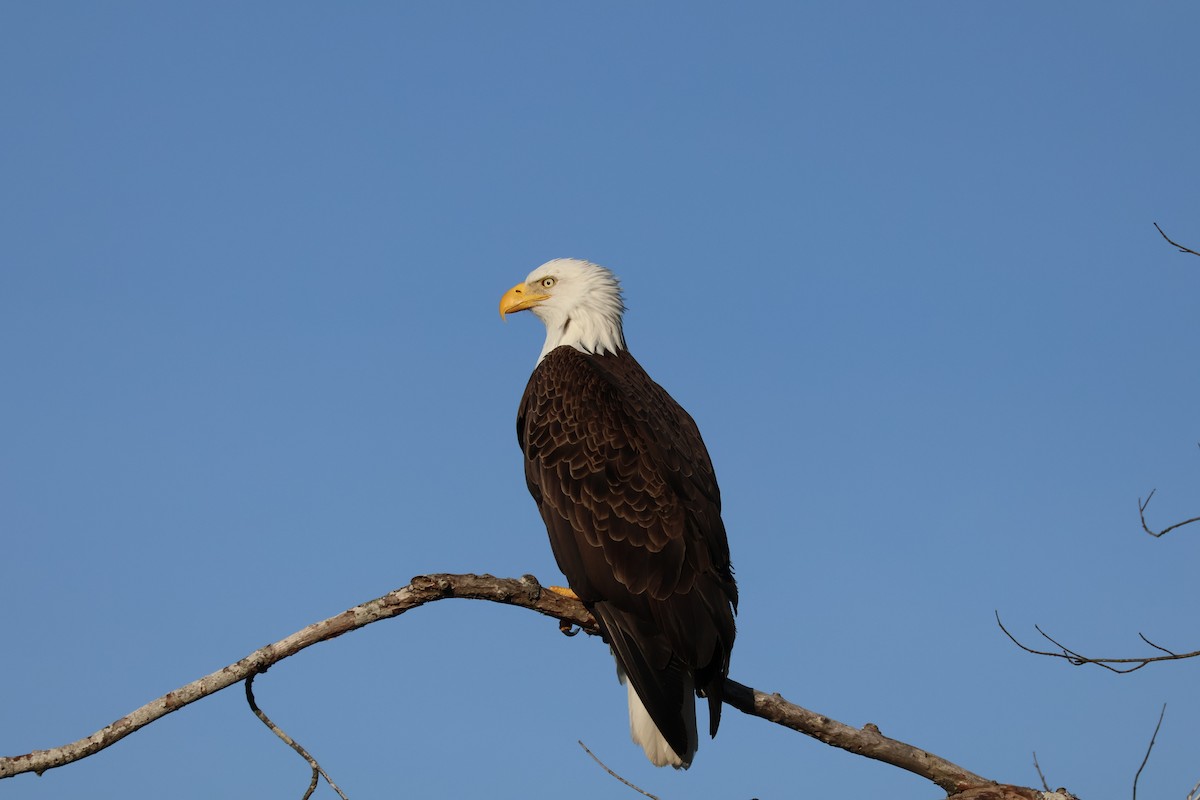 Bald Eagle - ML615366479