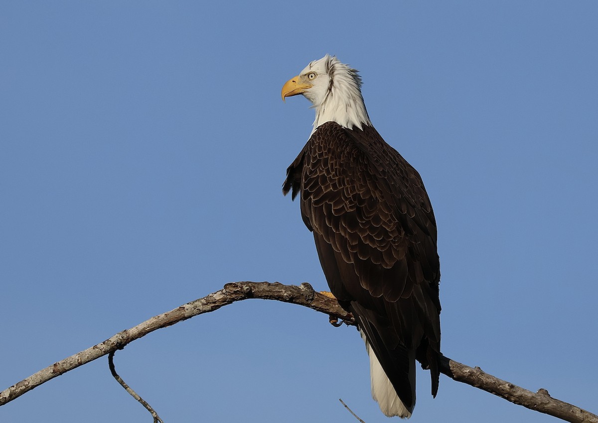 Bald Eagle - ML615366480