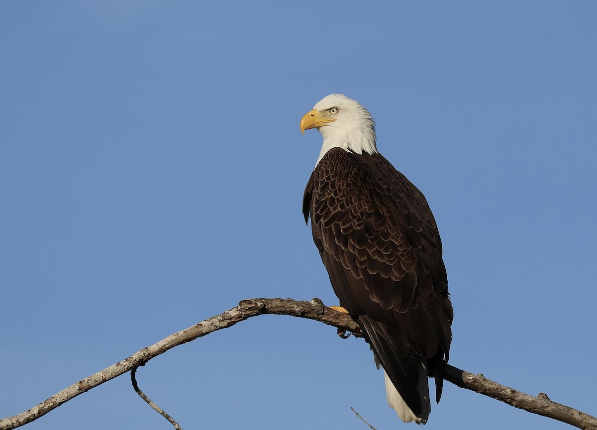 Bald Eagle - ML615366482