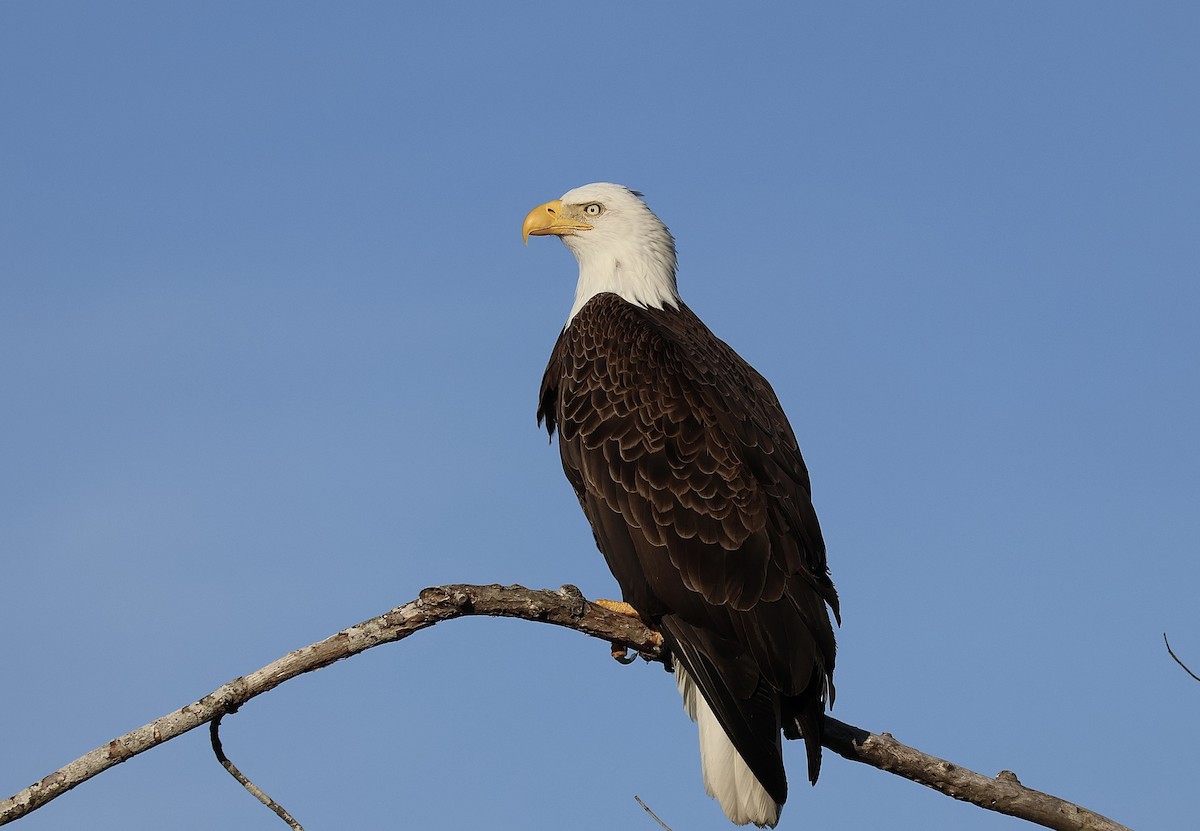 Bald Eagle - Ethan Seufert