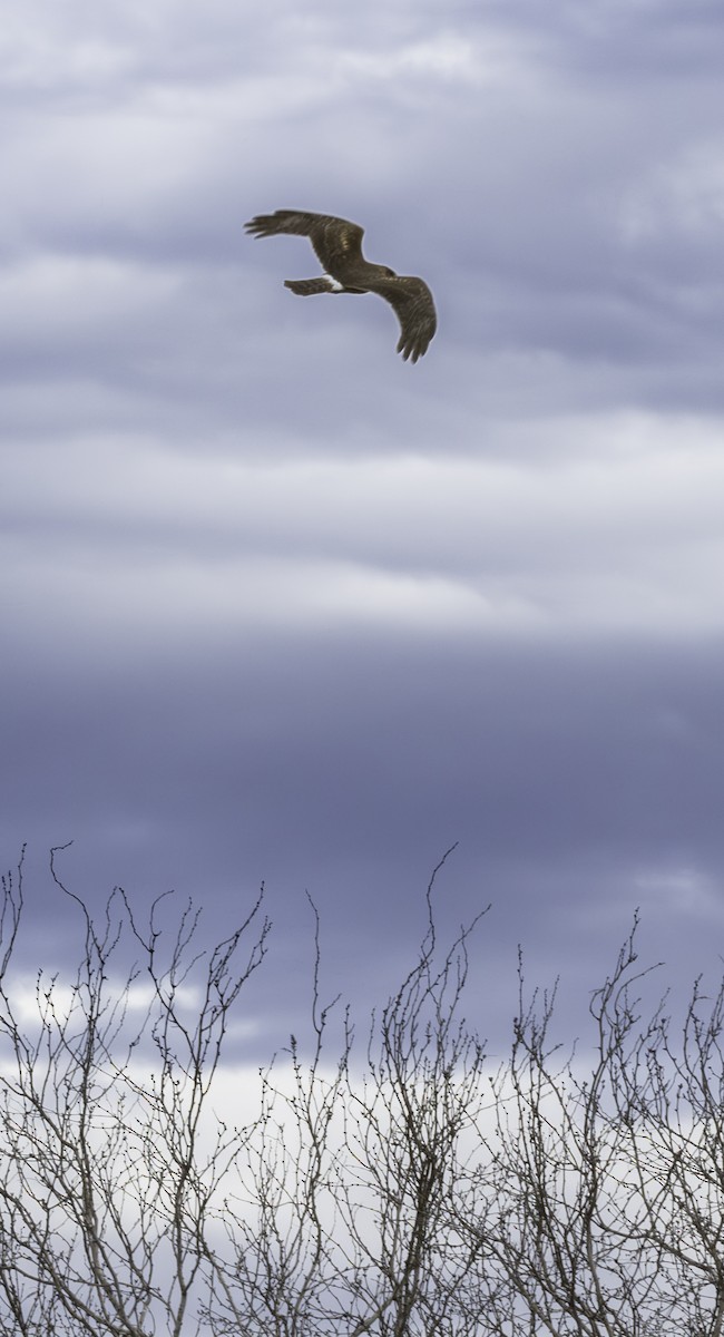 Northern Harrier - ML615366492