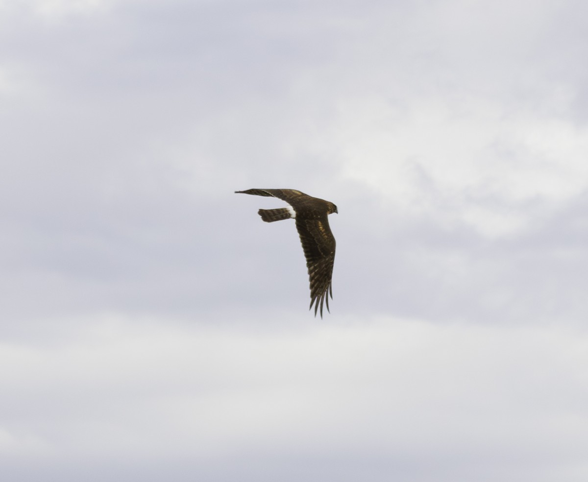 Northern Harrier - ML615366512