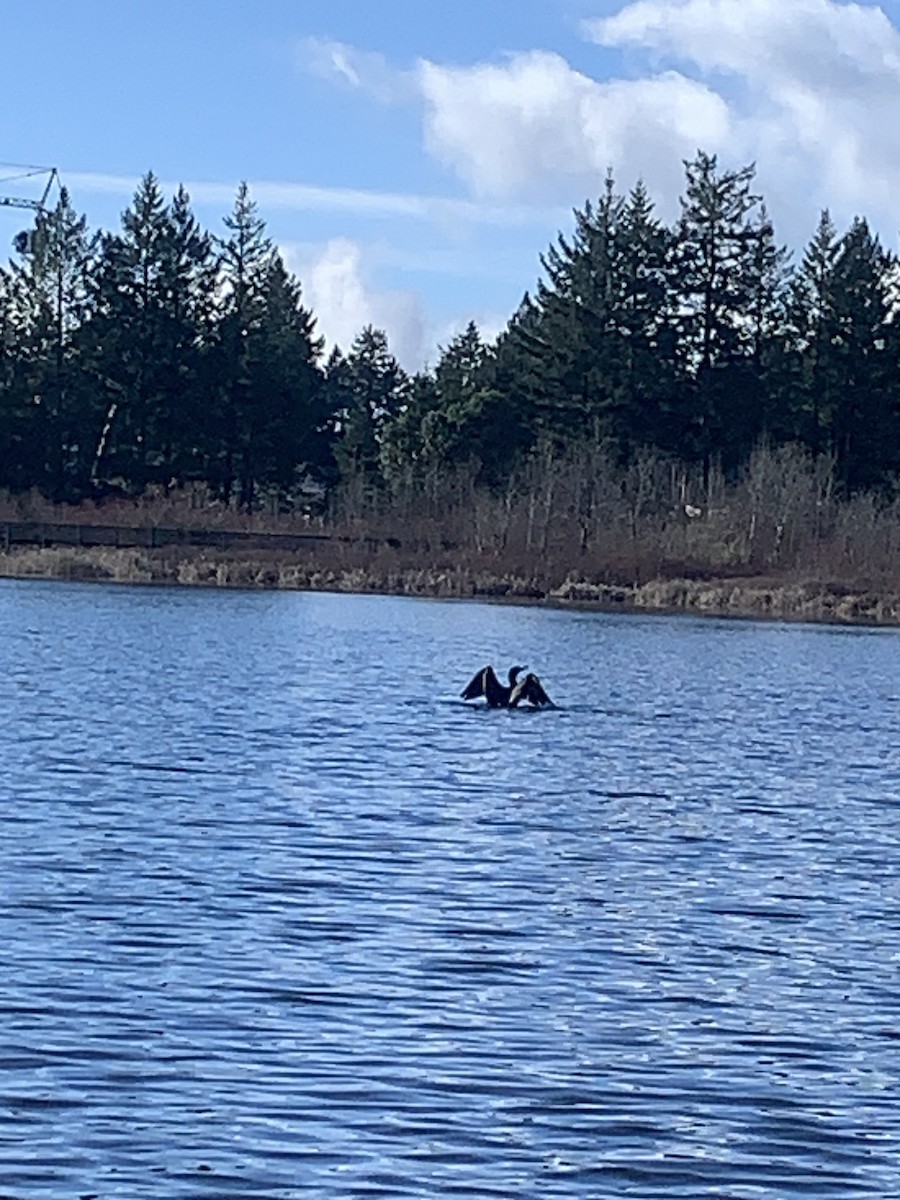 Double-crested Cormorant - Sophia Lewis