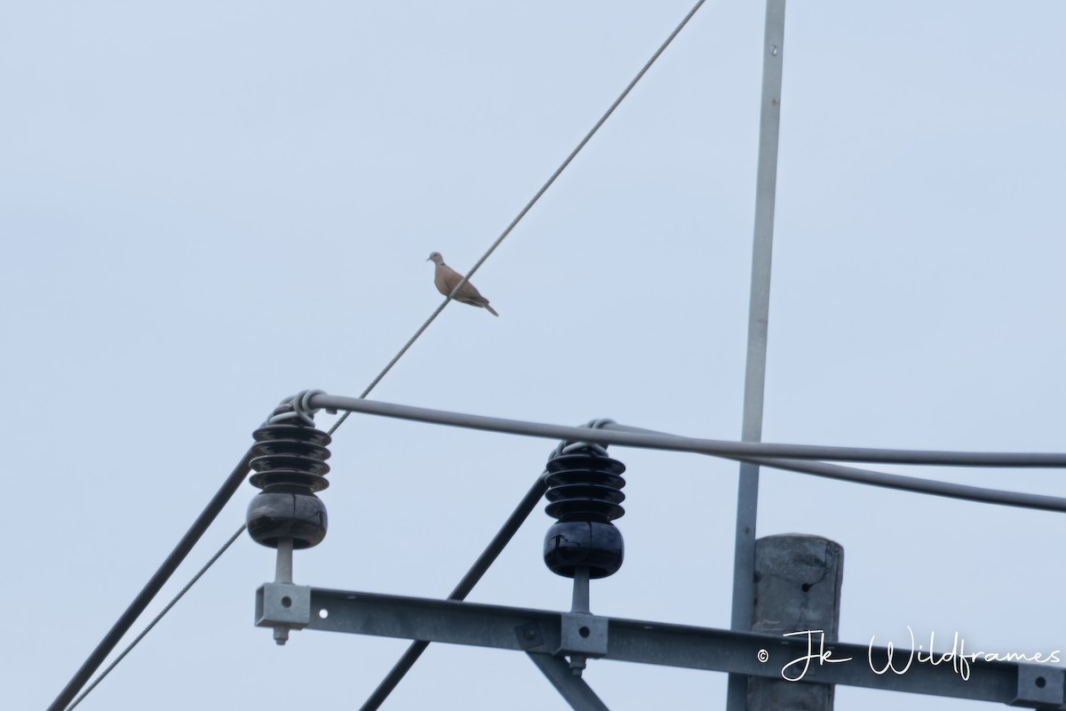 Red Collared-Dove - ML615366593