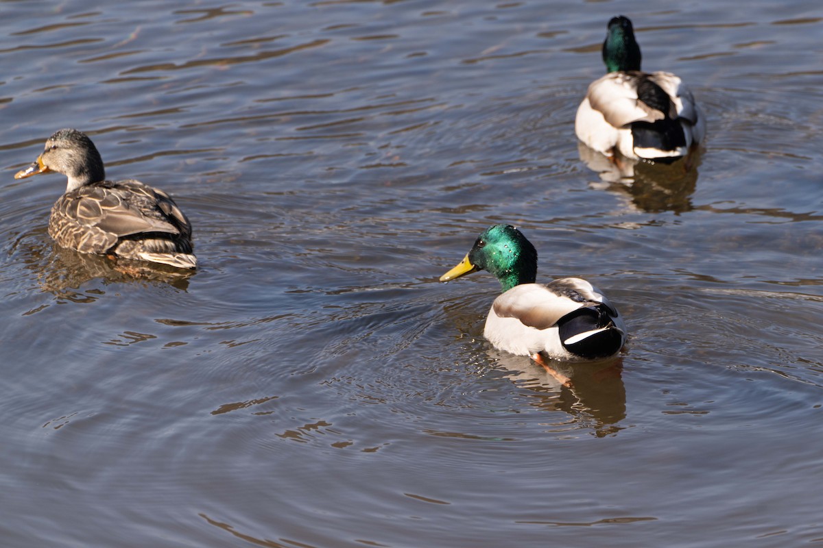 Mallard - ML615366621