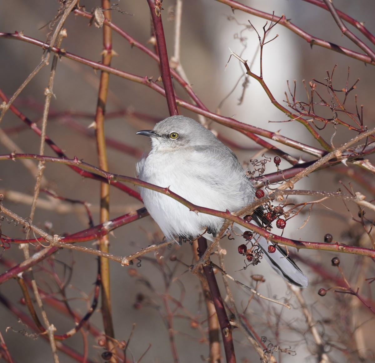 Northern Mockingbird - ML615366654