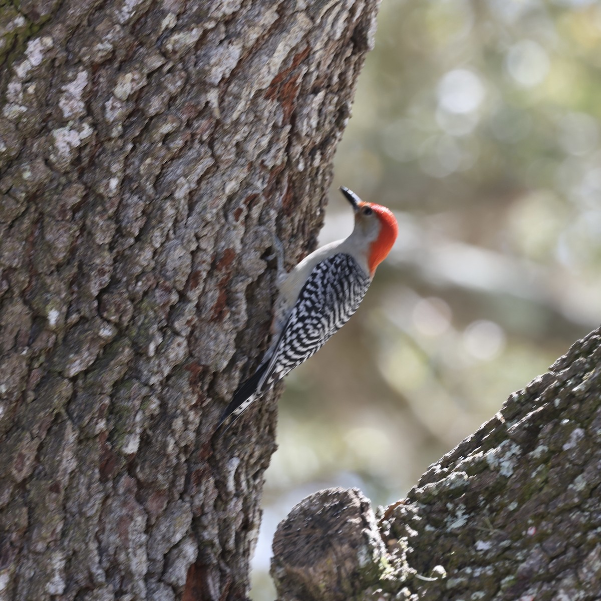 Red-bellied Woodpecker - Glenn and Ellen Peterson