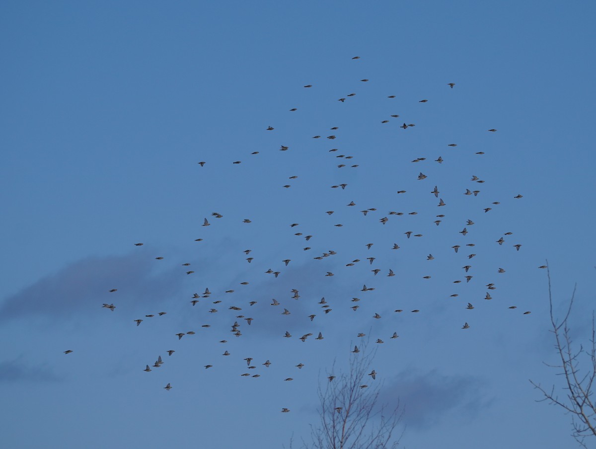 Bohemian Waxwing - Sarah Foote