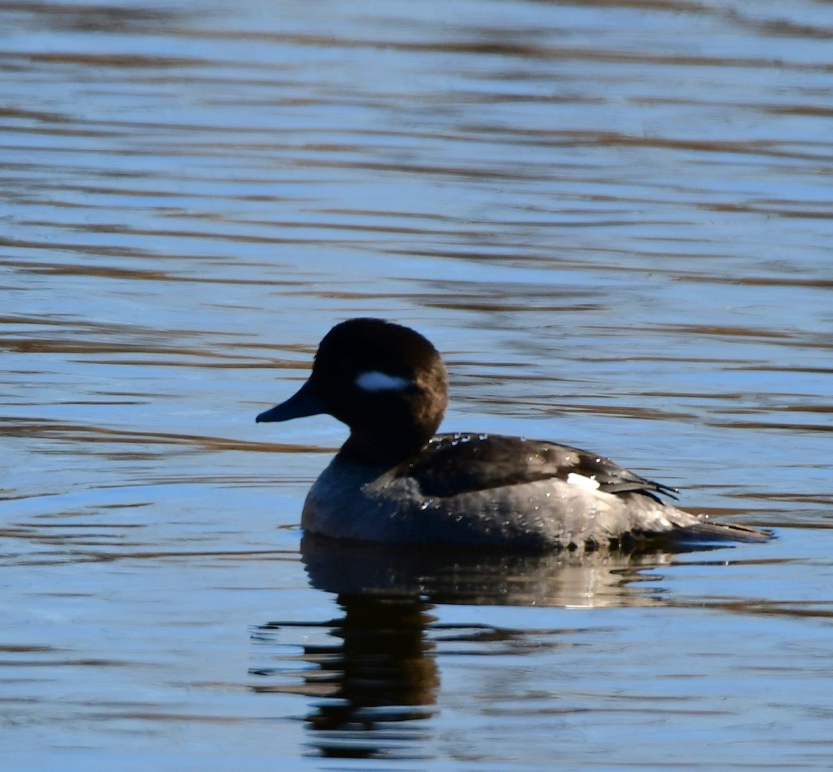 Bufflehead - ML615366766