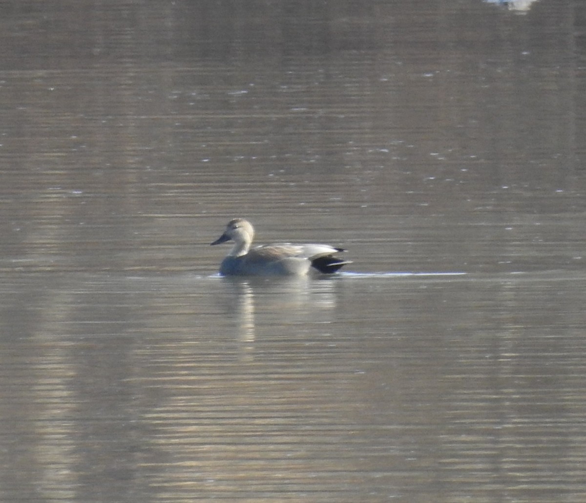 Canard chipeau - ML615366790