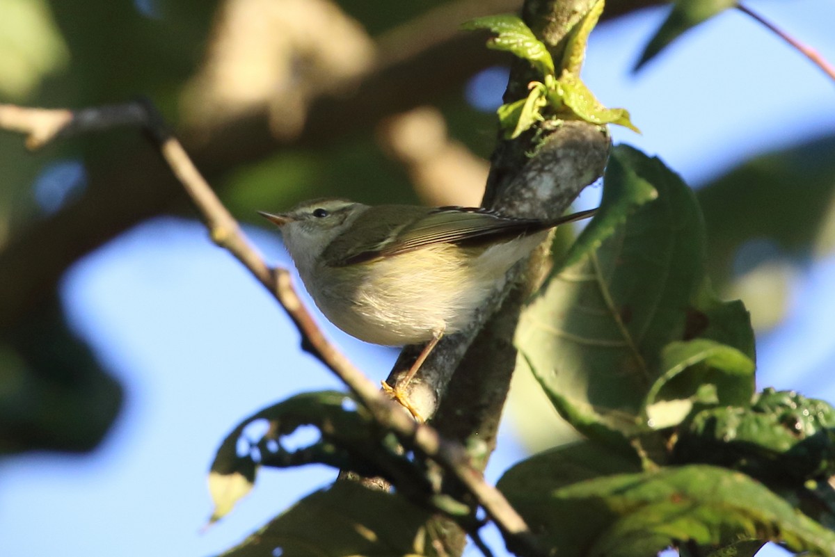 Yellow-browed Warbler - ML615366823