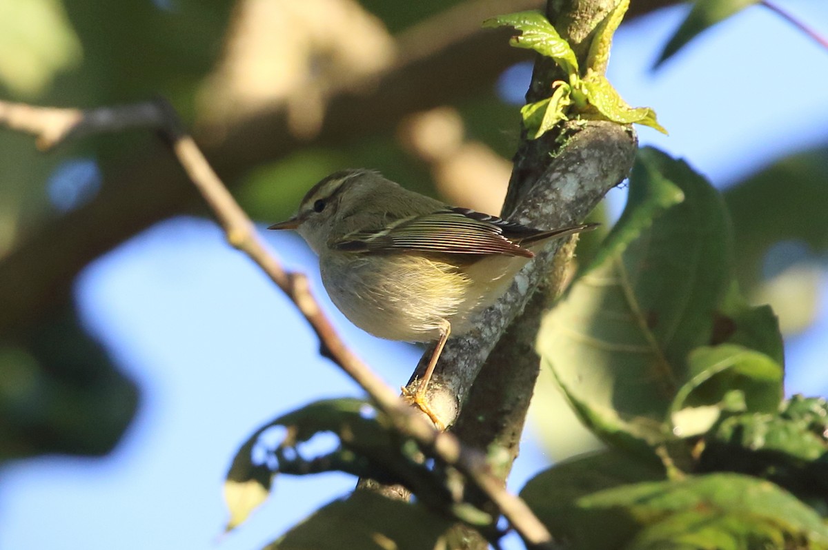 Yellow-browed Warbler - ML615366824