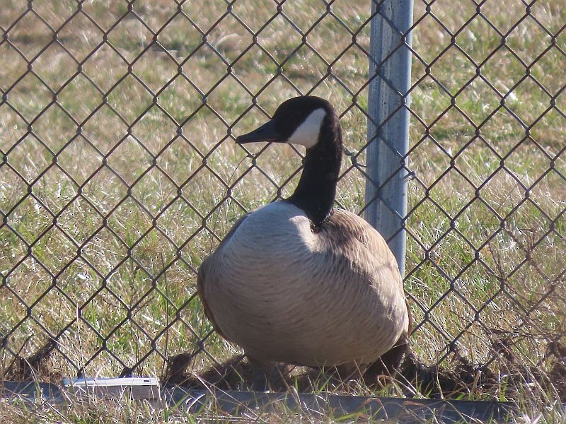 Canada Goose - ML615366916