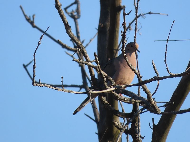 Mourning Dove - Tracy The Birder