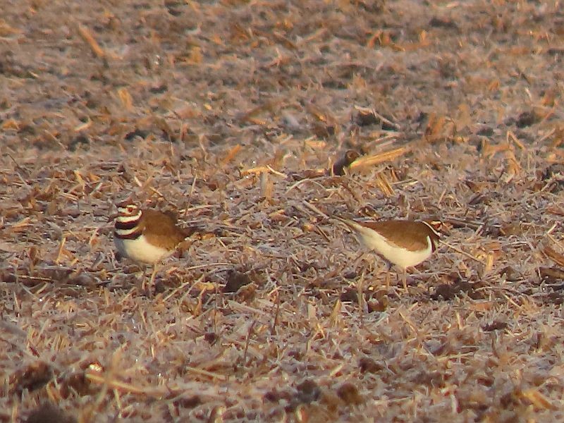 Killdeer - Tracy The Birder