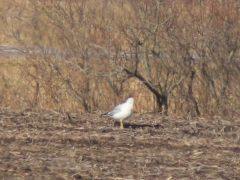 Ring-billed Gull - ML615366944