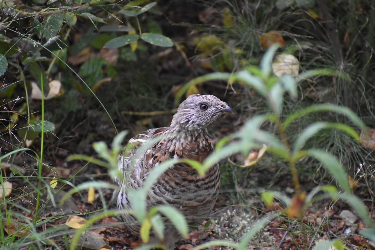 Ruffed Grouse - ML615366962