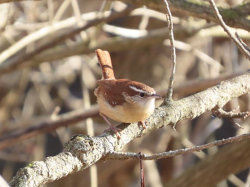 Carolina Wren - Tracy The Birder