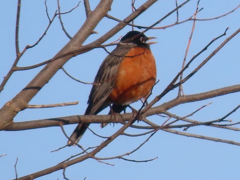 American Robin - Tracy The Birder