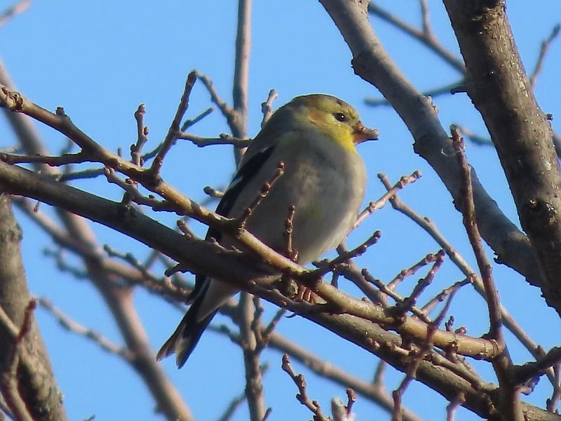 American Goldfinch - ML615367057