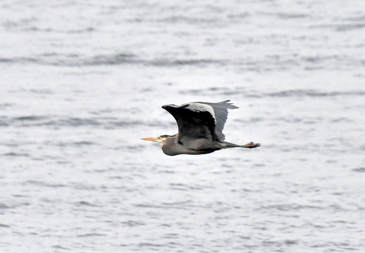 Great Blue Heron (Great Blue) - ML615367078