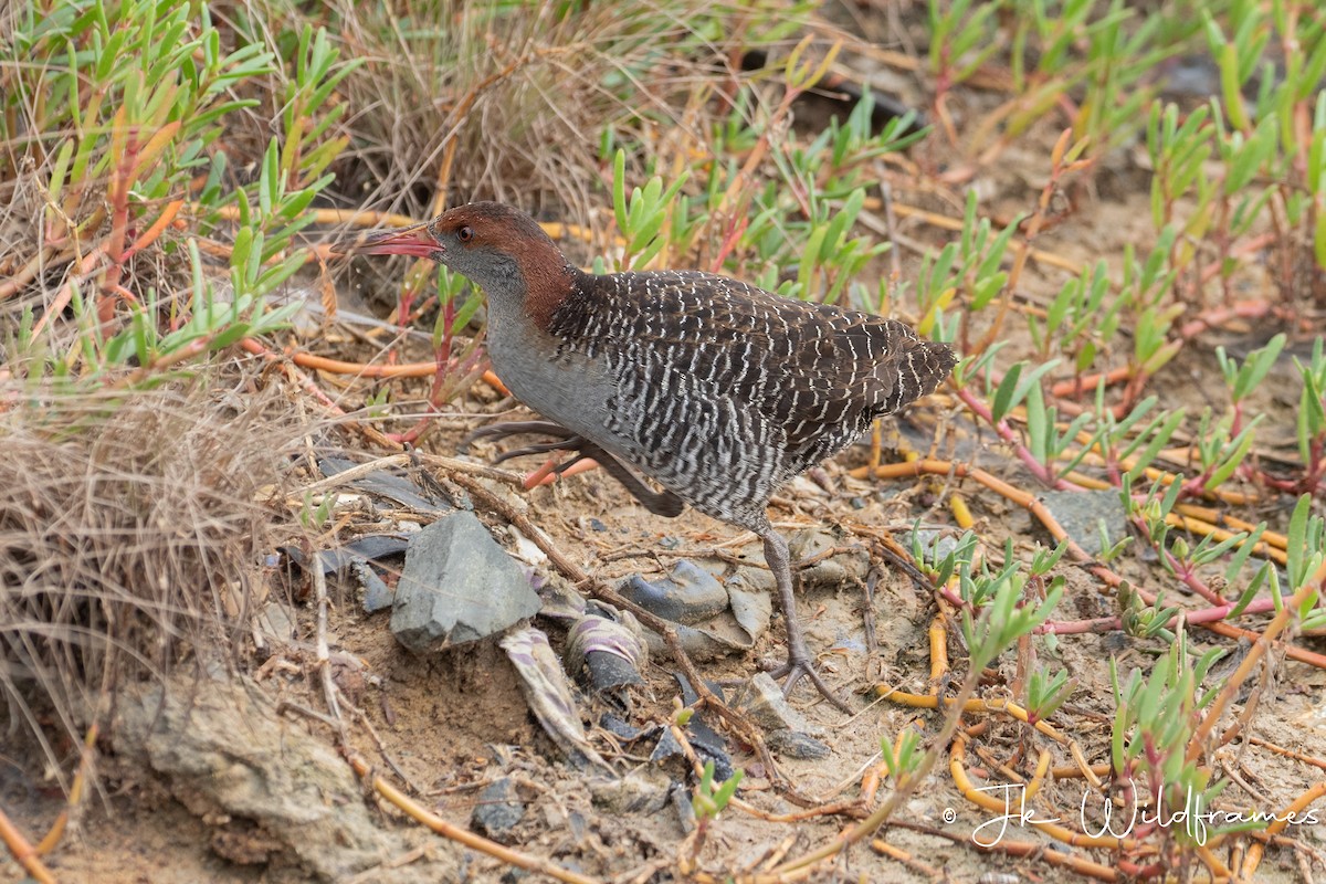 Slaty-breasted Rail - ML615367095