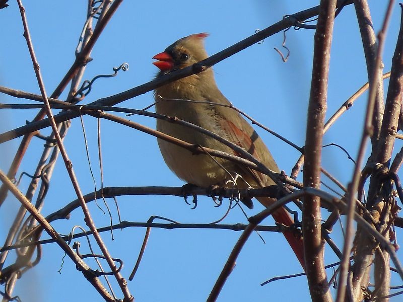 Northern Cardinal - ML615367109