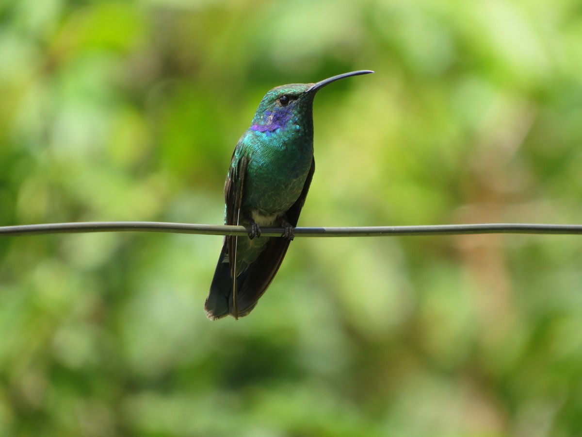 kolibřík modrouchý - ML615367123