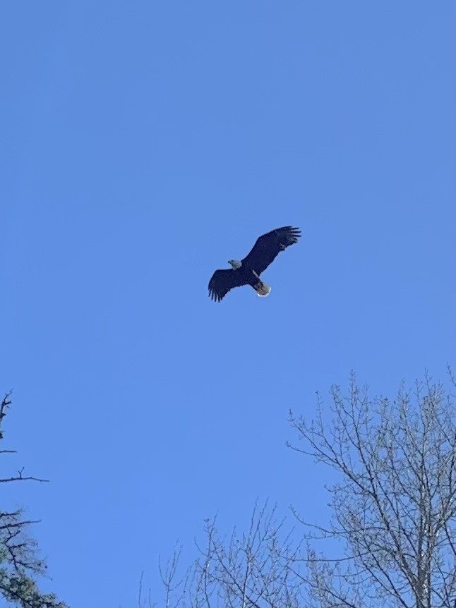 Bald Eagle - Sophia Lewis